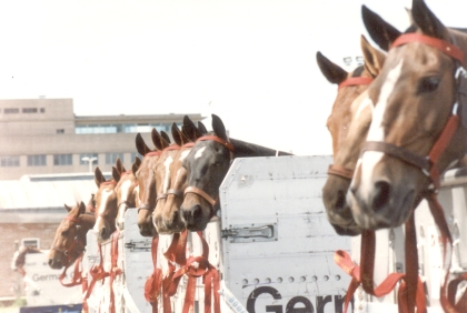 116 caballos en un solo avion