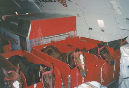 Caballos en la bodega del avion