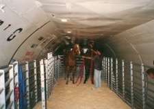 Corral dentro de la bodega del avion