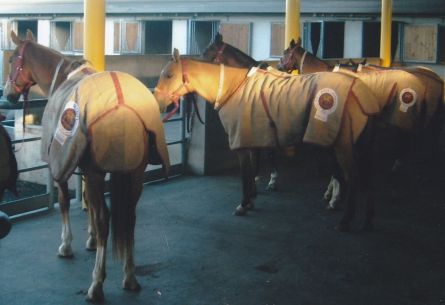 Caballos en pre embarque