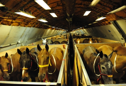 Caballos ya embarcados